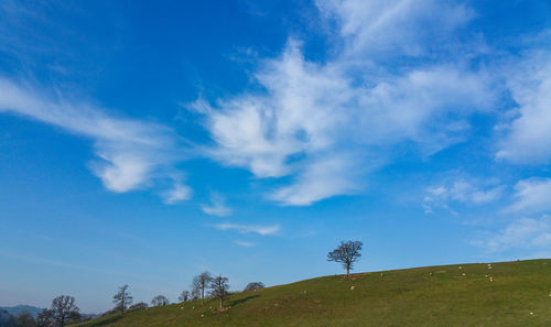 Low angle view of trees against blue sky