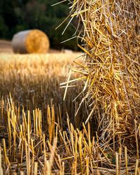 Close-up of stalks in field