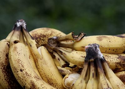 Close-up of mushroom growing outdoors