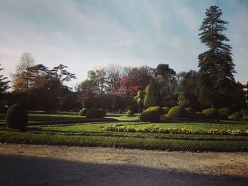 Scenic view of trees on landscape against sky
