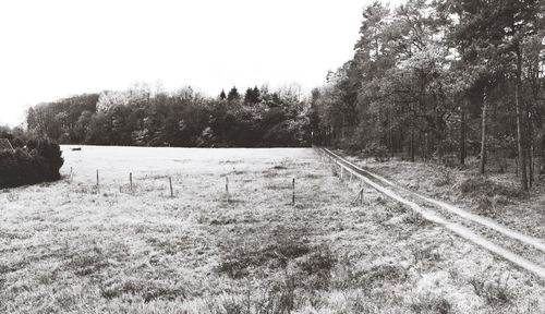 Trees on field against clear sky