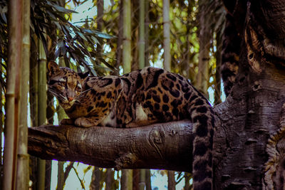 Clouded leopard on branch in forest