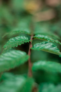 Close-up of green leaves