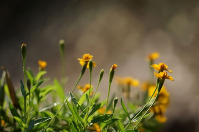 Close-up of yellow flowering plant on field - taragon