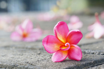 Yellow pink adenium flower with six petals 