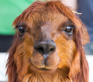 Close-up portrait of brown alpaca
