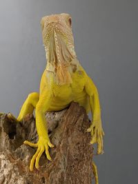 Close-up of lizard on branch