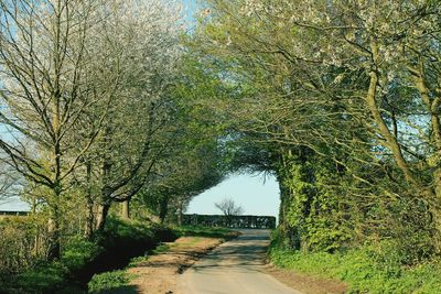 Road passing through forest