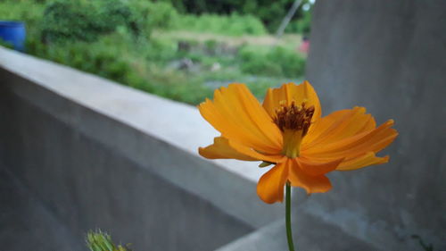 Close-up of yellow flower blooming outdoors