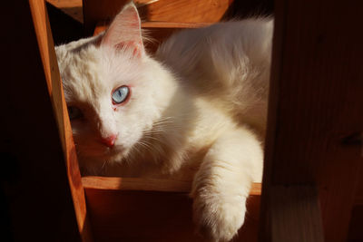 Close-up portrait of cat sitting