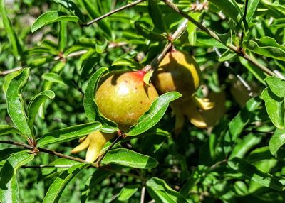 Close-up of fruit on tree