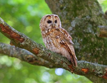 Close-up of owl perching on branch