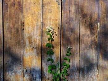 Full frame shot of old wooden planks