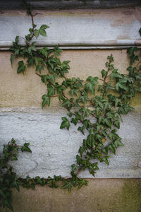 Close-up of plants against wall