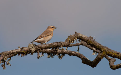 Low angle view of bird perching on branch against sky