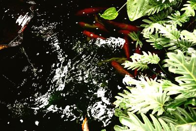 Close-up of fresh plants in water