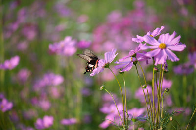 Close-up of bee pollinating on purple flower