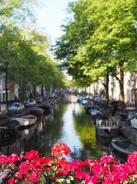 View of canal amidst flowering plants