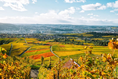 Scenic view of vineyard against sky