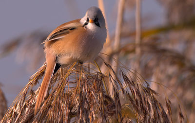 Close-up of bird perching outdoors