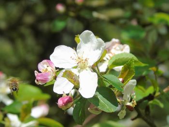 Close-up of pink flowers