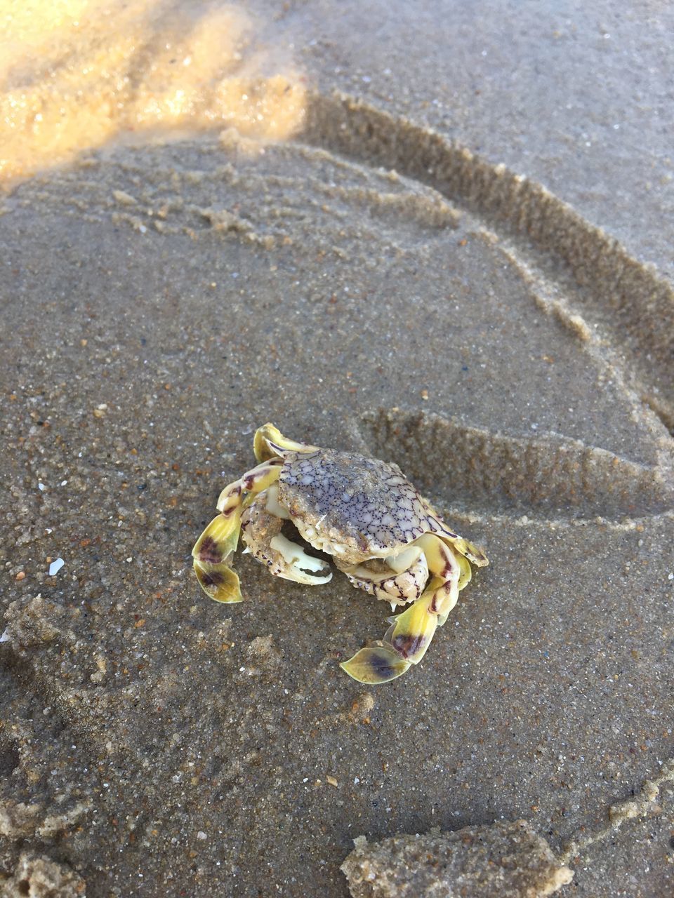 HIGH ANGLE VIEW OF LIZARD ON BEACH