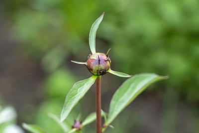 An unopened peony bud with ants close-up	