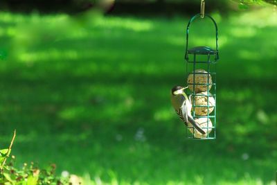 View of small bird hanging from feeder