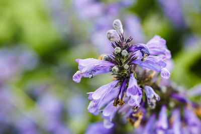 Close-up of purple flowering plant