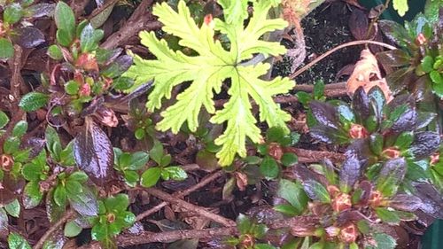 Plants growing in garden