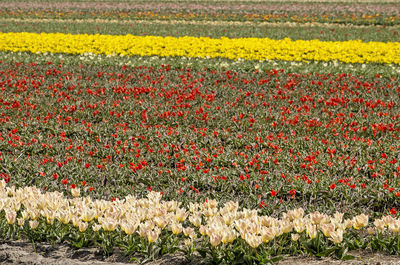 Close-up of yellow tulips on field