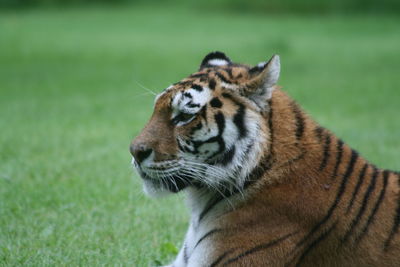 Close-up of tiger