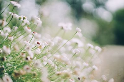 Close-up of white flowers