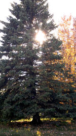 Sun shining through trees