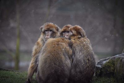 Monkeys sitting together in winter