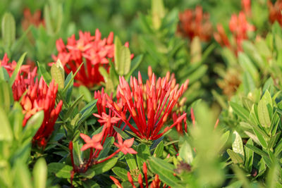 Close-up of red flowering plants