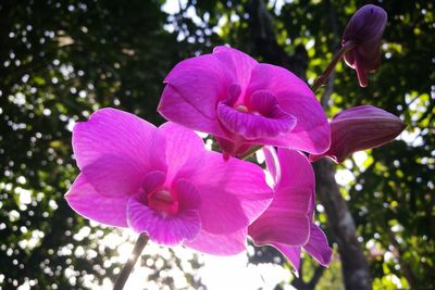 Close-up of fresh pink flower blooming in tree