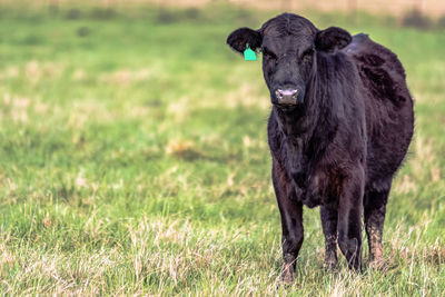 Angus heifer with winter hair coat standing in green grass background with negative space.