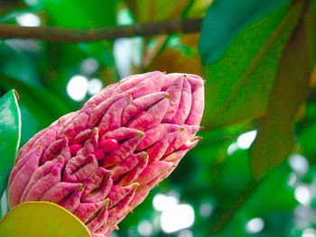 Close-up of pink flowering plant