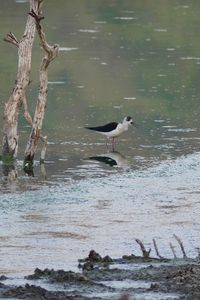 Bird flying over lake