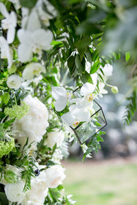 Close-up of white flowers blooming outdoors