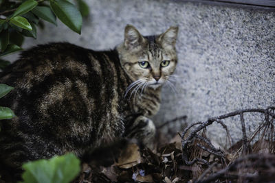 pet