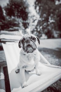 Portrait of dog sitting on snow