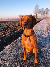 Dog standing on snow covered land