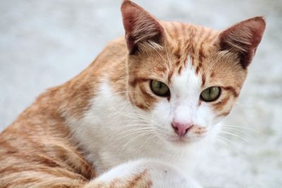 Close-up portrait of a cat