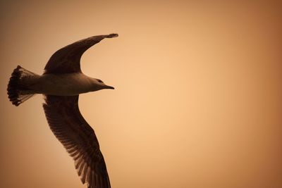 Low angle view of bird flying against orange sky