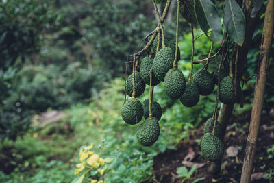 Close-up of berries growing on tree