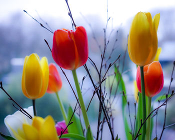 Close-up of yellow tulips against sky