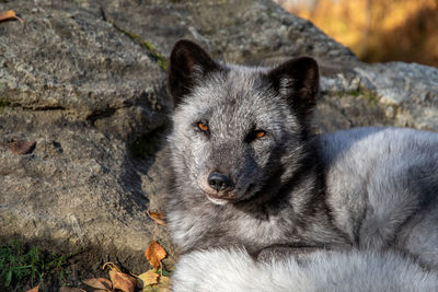 Close-up of a dog