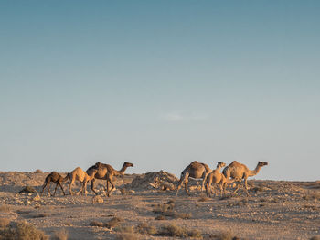 Camels on a field